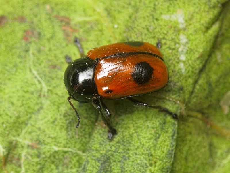 Cryptocephalus (Cryptocephalus) bipunctatus (Linnaeus, 1758)